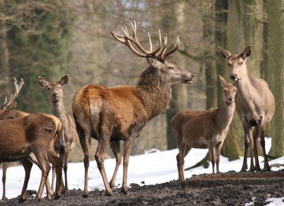 Wildunfälle durch Haarwild